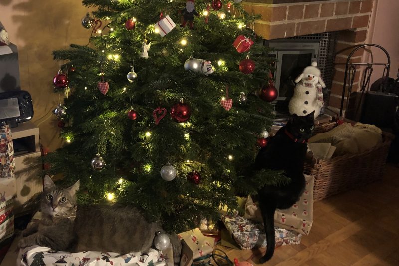 Christmas tree with presents and two cats