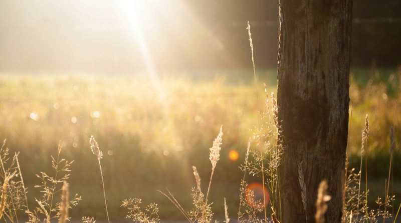 Morning sunshine on field