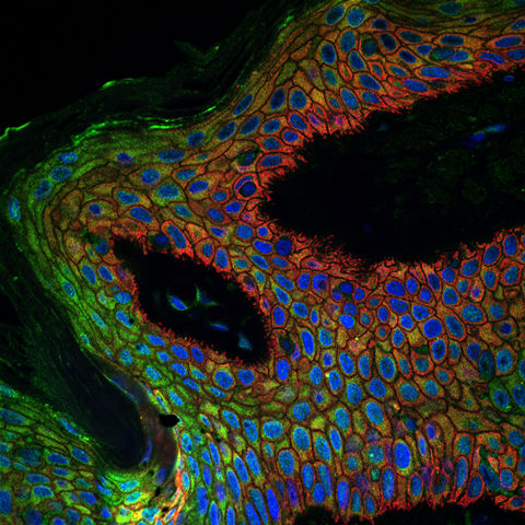 Microscopy image. Photo: Tomas McKenna.